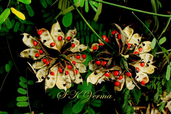  Legumes